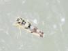Eupteryx atropunctata